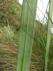 Eryngium ebracteatum
