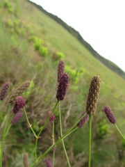 Eryngium ebracteatum