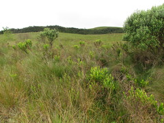 Eryngium ebracteatum