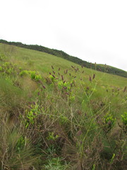 Eryngium ebracteatum