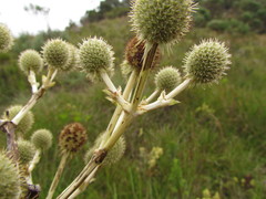 Eryngium eburneum