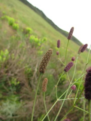 Eryngium ebracteatum