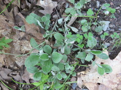 Antennaria parlinii fallax