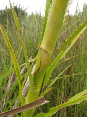 Eryngium eburneum