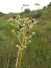 Eryngium eburneum
