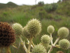 Eryngium eburneum