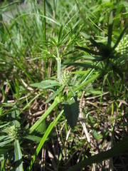 Eryngium ekmanii