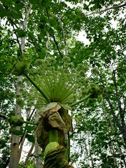 Angelica ursina
