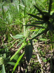 Eryngium ekmanii