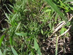 Eryngium ekmanii
