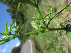 Eryngium ekmanii