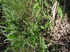 Eryngium ekmanii
