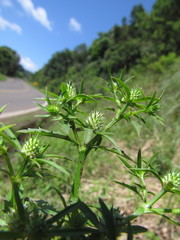 Eryngium ekmanii
