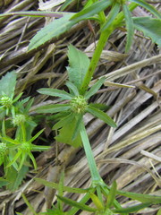 Eryngium ekmanii