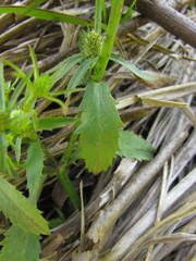 Eryngium ekmanii