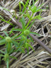 Eryngium ekmanii