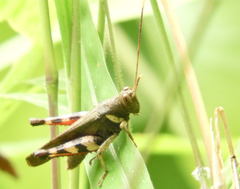 Apalacris varicornis