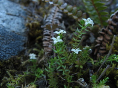 Galium perpusillum