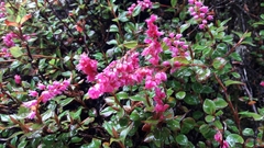 Bistorta vacciniifolia