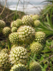 Eryngium elegans