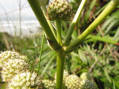 Eryngium elegans