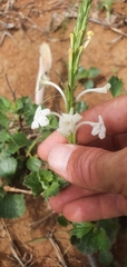 Chascanum hederaceum