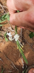 Chascanum hederaceum