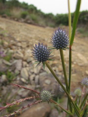 Eryngium eriophorum