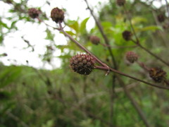 Eryngium floribundum