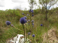 Eryngium eriophorum