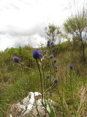 Eryngium eriophorum