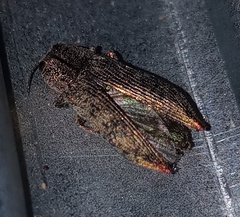 Poecilonota cyanipes