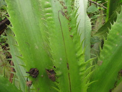 Eryngium floribundum