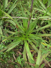 Eryngium floribundum