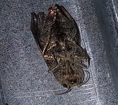 Poecilonota cyanipes