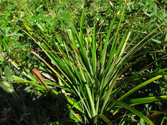 Eryngium horridum