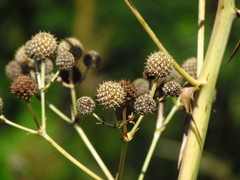 Eryngium horridum