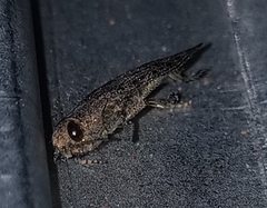 Poecilonota cyanipes