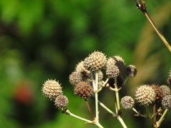 Eryngium horridum