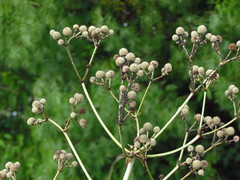 Eryngium horridum
