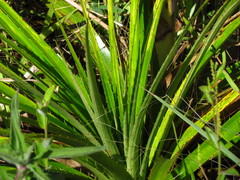 Eryngium horridum