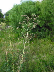 Eryngium horridum