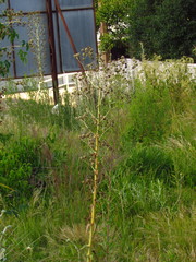 Eryngium horridum
