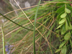 Eryngium junceum