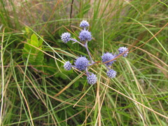 Eryngium junceum