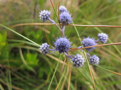 Eryngium junceum