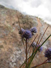 Eryngium junceum