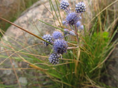 Eryngium junceum