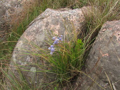 Eryngium junceum