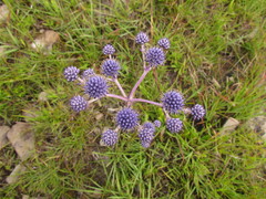 Eryngium junceum